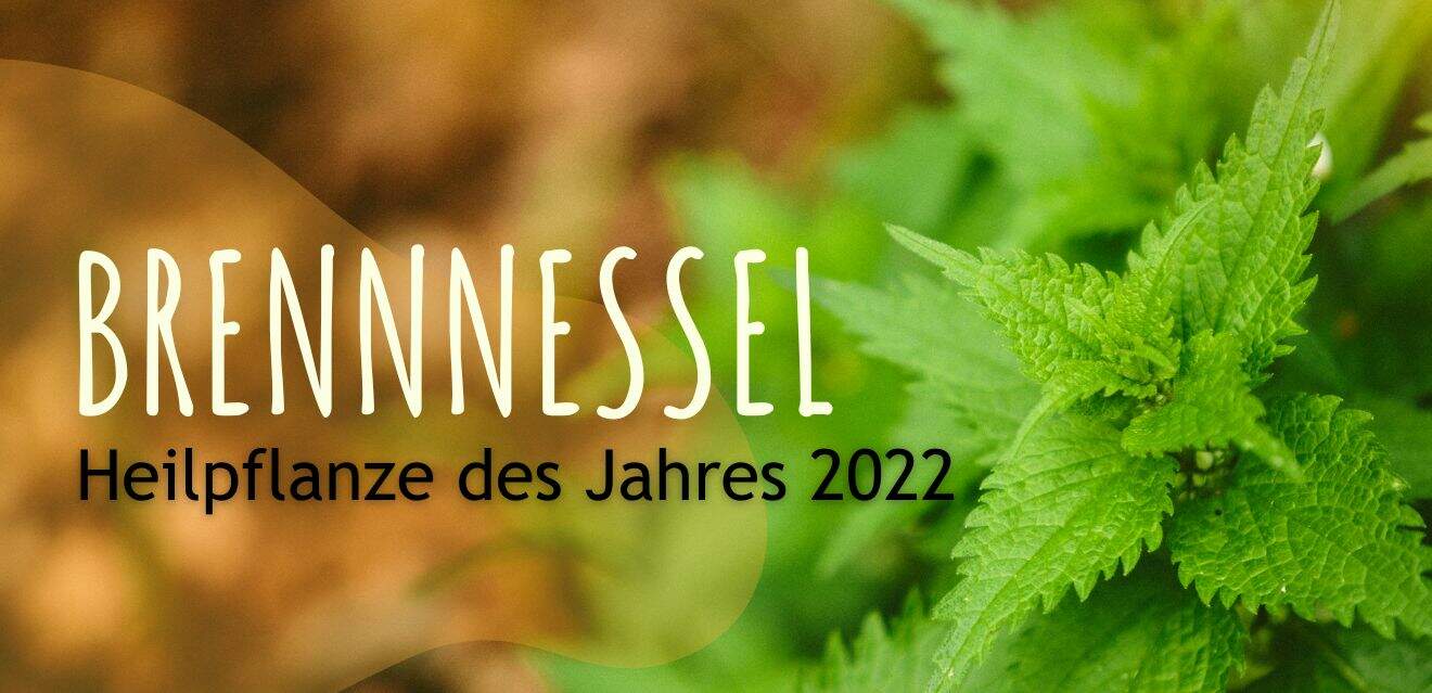 Köstliche Wunderpflanze Brennnessel - Heilkraut des Jahres 2022